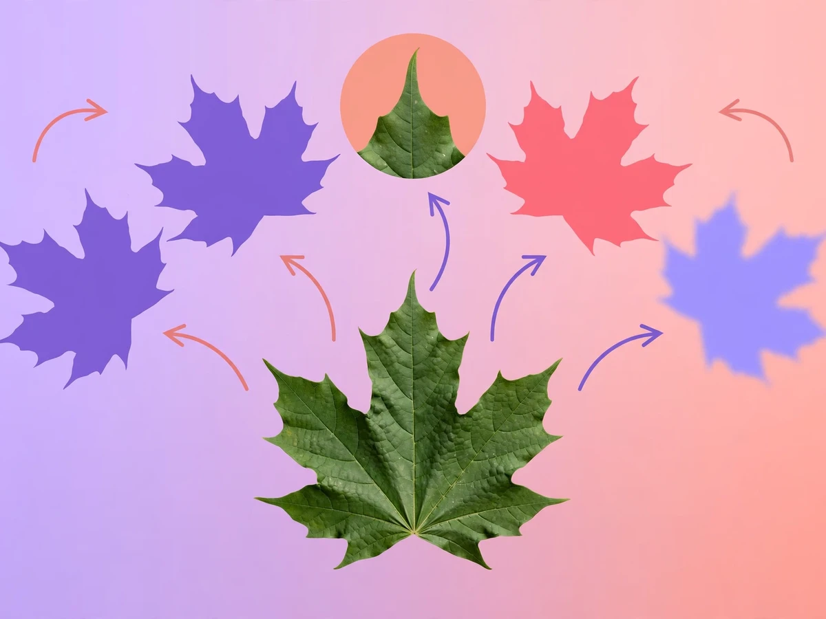 Editorial illustration of data augmentation: one leaf photo radiating into transformed copies - mirrored, rotated, zoomed and colour-shifted versions connected by transformation arrows.